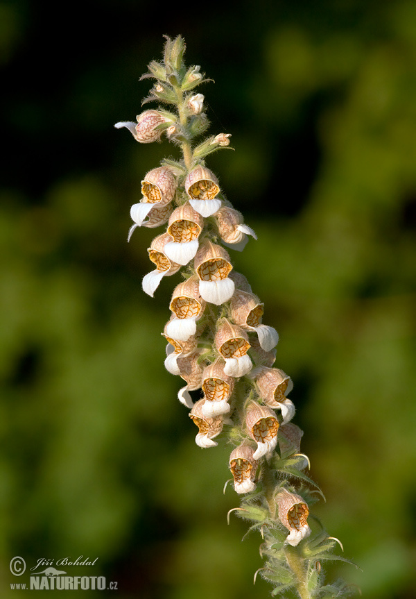 Náprstník vlnatý (Digitalis lanata)