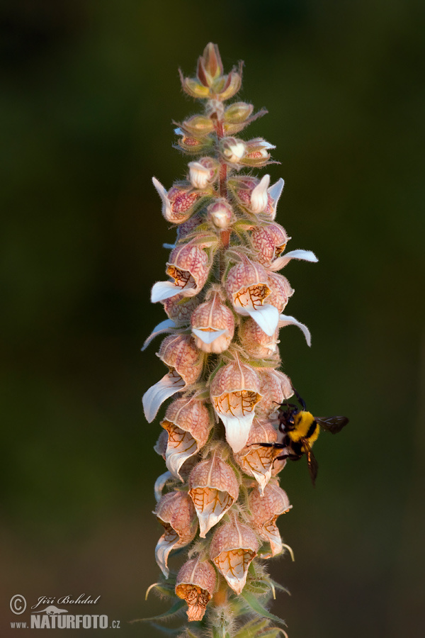 Náprstník vlnatý (Digitalis lanata)