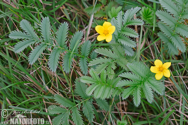 Nátržník husí (Potentilla anserina)