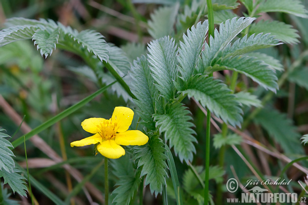 Nátržník husí (Potentilla anserina)