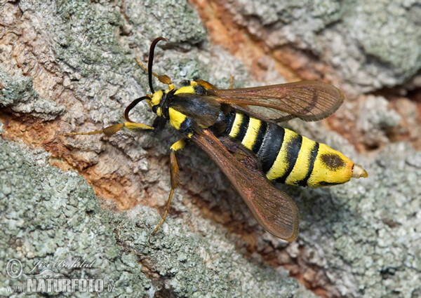 Nesytka sršňová (Sesia apiformis)