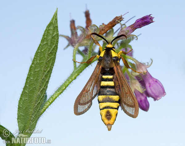 Nesytka sršňová (Sesia apiformis)