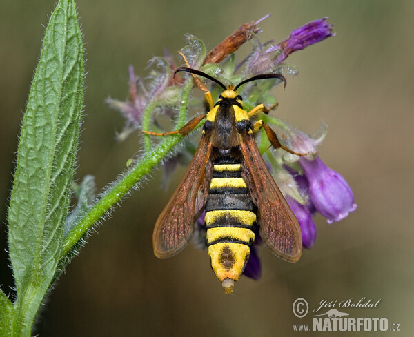 Nesytka sršňová (Sesia apiformis)