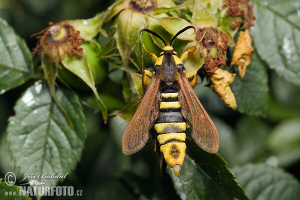 Nesytka sršňová (Sesia apiformis)