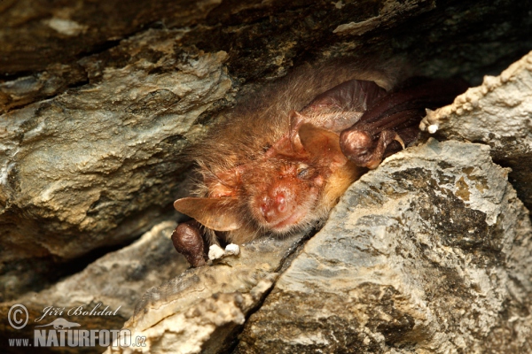 Netopier svetlý (Plecotus auritus)