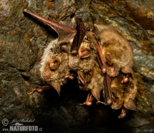 Netopier veľký (Myotis myotis)