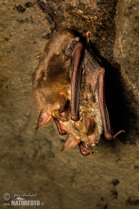 Netopier veľký (Myotis myotis)