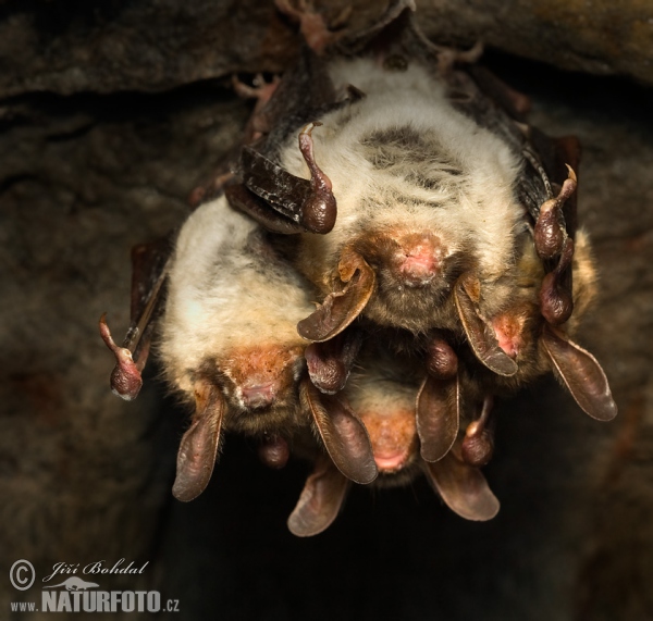 Netopier veľký (Myotis myotis)