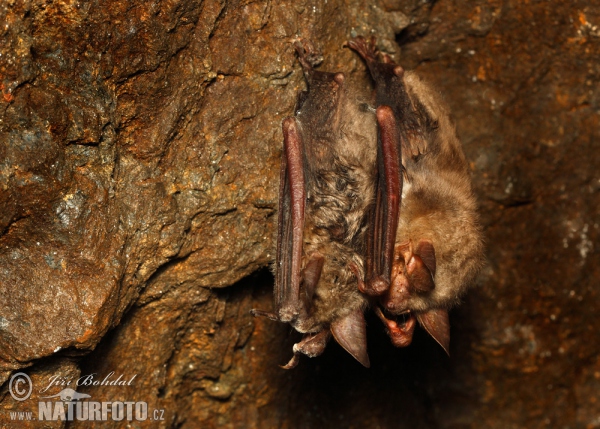 Netopier veľký (Myotis myotis)