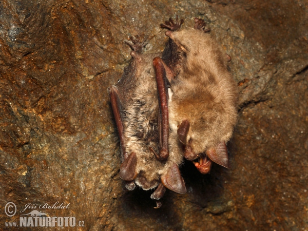 Netopier veľký (Myotis myotis)