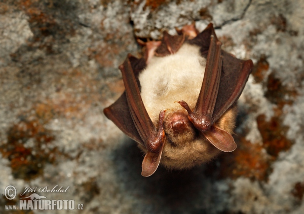 Netopier veľký (Myotis myotis)