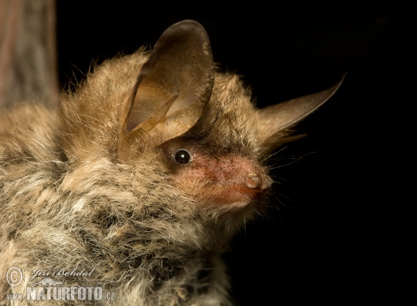 Netopýr řasnatý (Myotis nattereri)