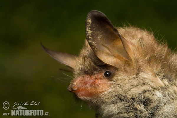 Netopýr řasnatý (Myotis nattereri)