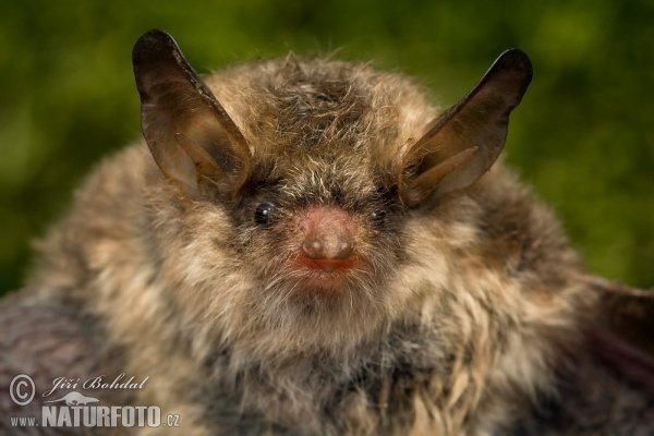 Netopýr řasnatý (Myotis nattereri)