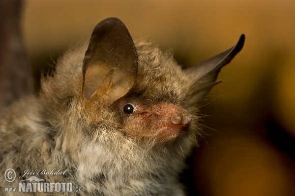 Netopýr řasnatý (Myotis nattereri)