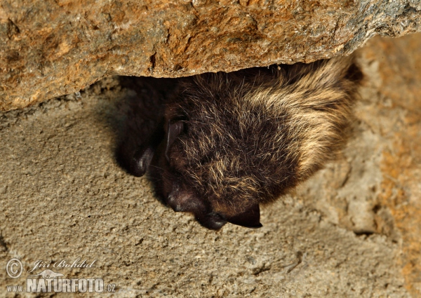 Netopýr severní (Eptesicus nilssoni)