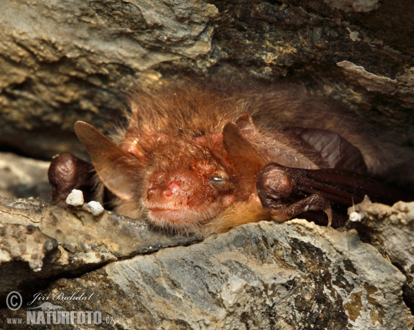 Netopýr ušatý (Plecotus auritus)