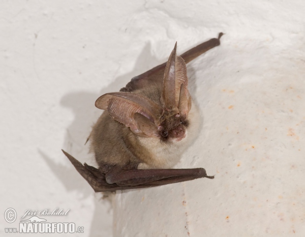 Netopýr ušatý (Plecotus auritus)