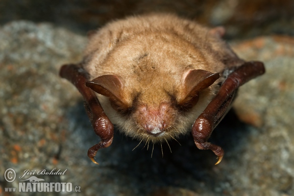 Netopýr velký (Myotis myotis)