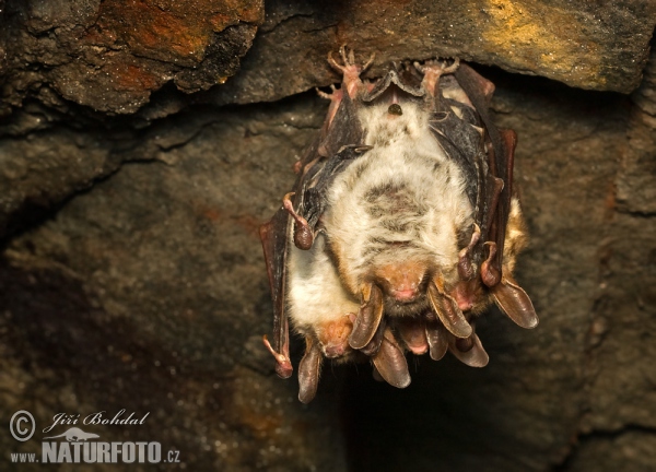 Netopýr velký (Myotis myotis)