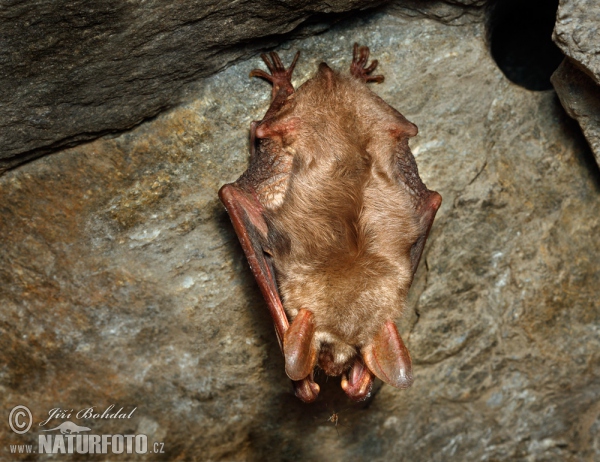 Netopýr velký (Myotis myotis)