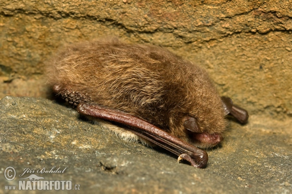 Netopýr vodní (Myotis daubentonii)