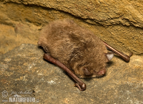 Netopýr vodní (Myotis daubentonii)