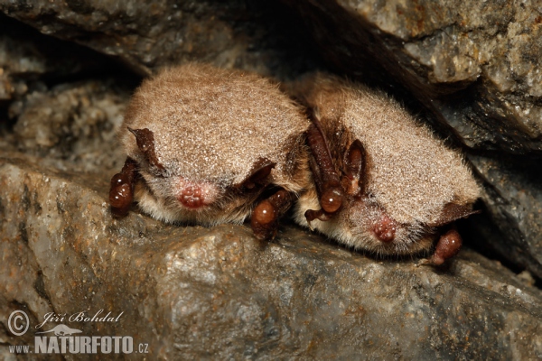 Netopýr vodní (Myotis daubentonii)