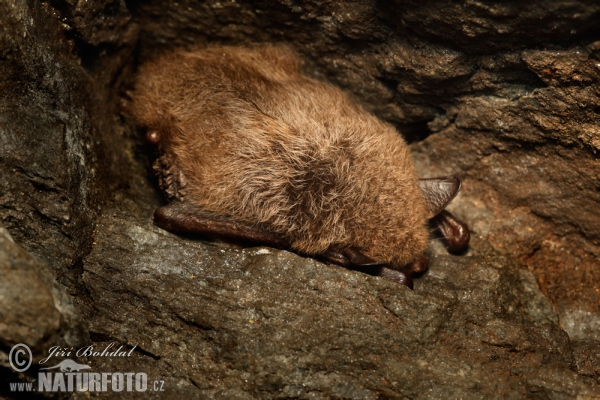 Netopýr vodní (Myotis daubentonii)