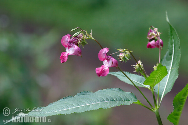 Netýkavka žláznatá (Impatiens glandulifera)