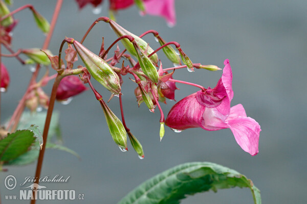 Netýkavka žláznatá (Impatiens glandulifera)