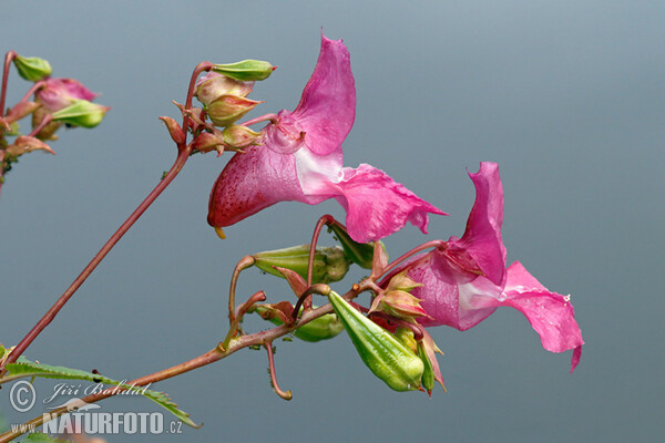 Netýkavka žláznatá (Impatiens glandulifera)