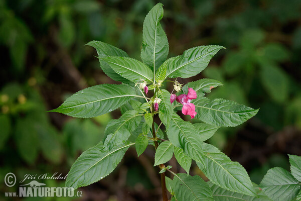 Netýkavka žláznatá (Impatiens glandulifera)