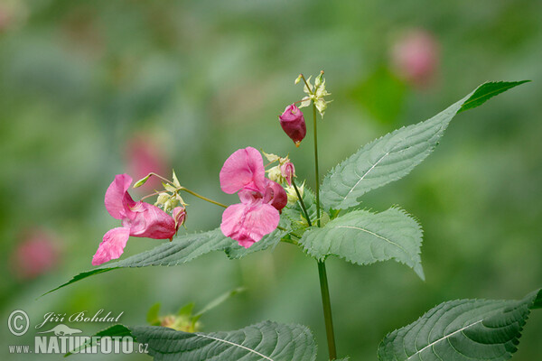 Netýkavka žláznatá (Impatiens glandulifera)