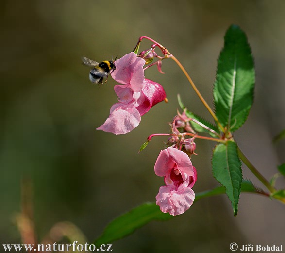 Netýkavka žliazkatá (Impatiens glandulifera)