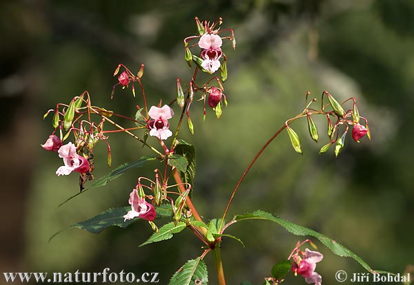 Netýkavka žliazkatá (Impatiens glandulifera)