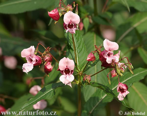 Netýkavka žliazkatá (Impatiens glandulifera)