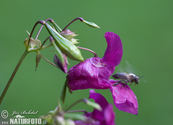 Netýkavka žliazkatá (Impatiens glandulifera)