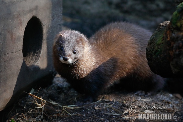 Norek evropský (Mustela lutreola)