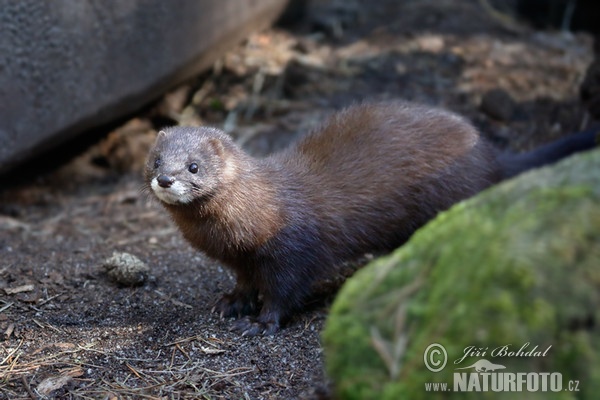 Norek evropský (Mustela lutreola)