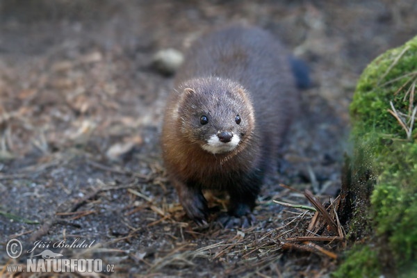 Norek evropský (Mustela lutreola)