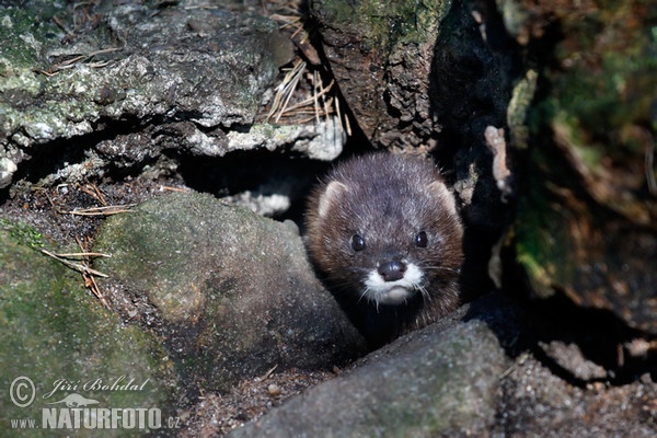 Norek evropský (Mustela lutreola)