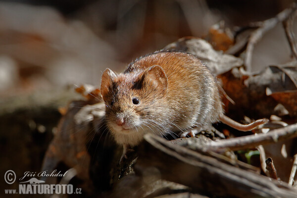 Norník rudý (Clethrionomys glareolus)