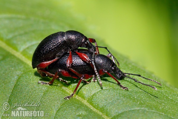 Nosatec (Otiorhynchus tenebricosus)