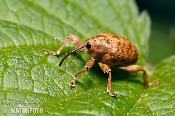 Nosatec lískový (Curculio nucum)