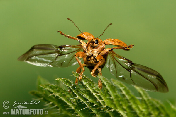 Nosatec lískový (Curculio nucum)