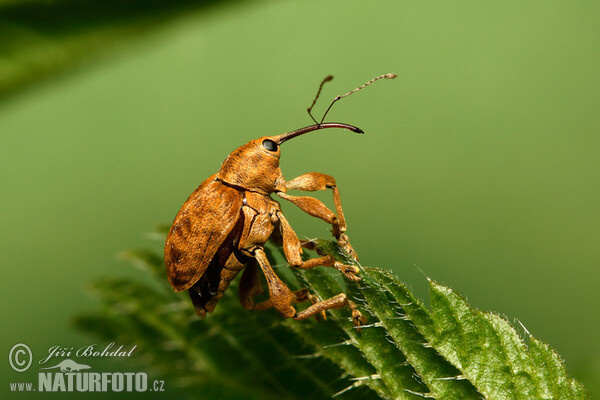 Nosatec lískový (Curculio nucum)