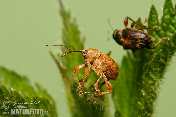 Nosatec lískový (Curculio nucum)