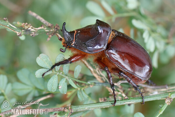 Nosorožík kapucínek (Oryctes nasicornis)