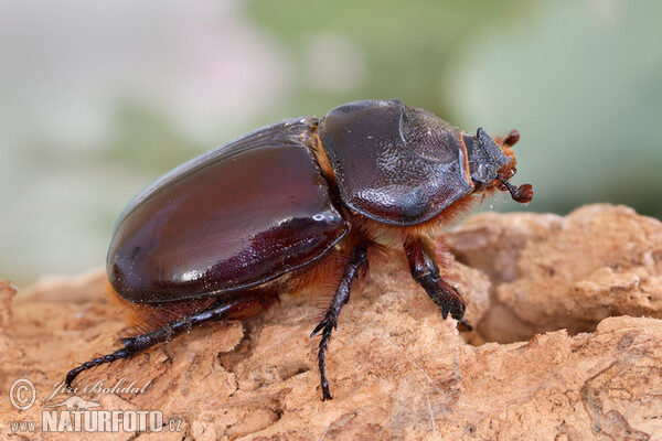 Nosorožík kapucínek (Oryctes nasicornis)